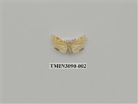 藏品(螟蛾70)的圖片